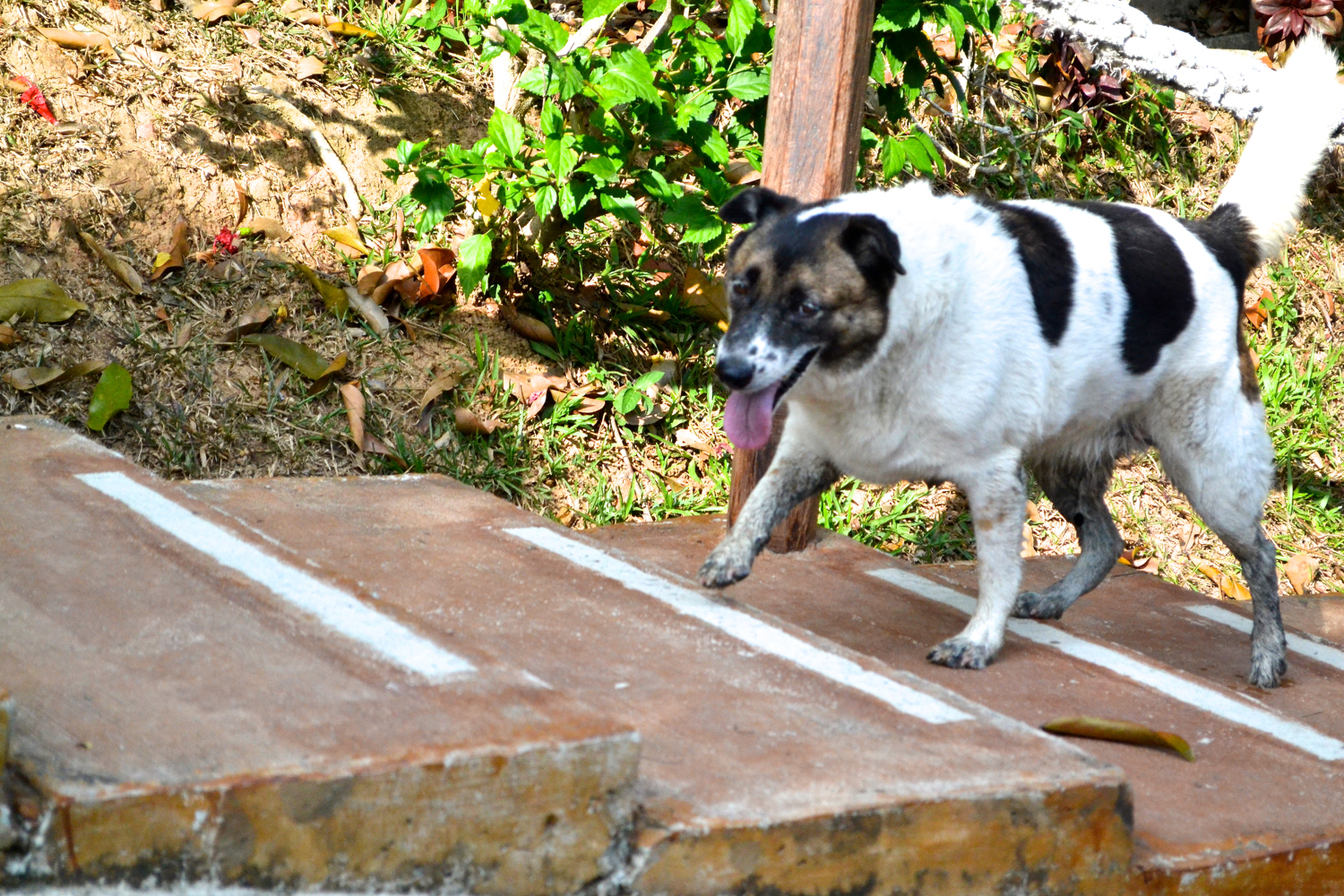 20150411 有趣的一幕：年屆八載的狗，隨著大家努力上山，雖然辛苦，卻也堅持繼續往上爬。