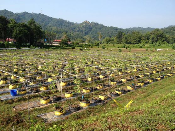 10389990_735018619877932_8173111460391905070_n