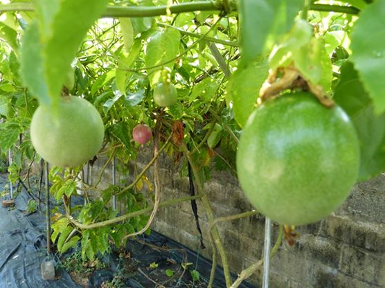 10606418_734592839920510_2012651991479578009_n