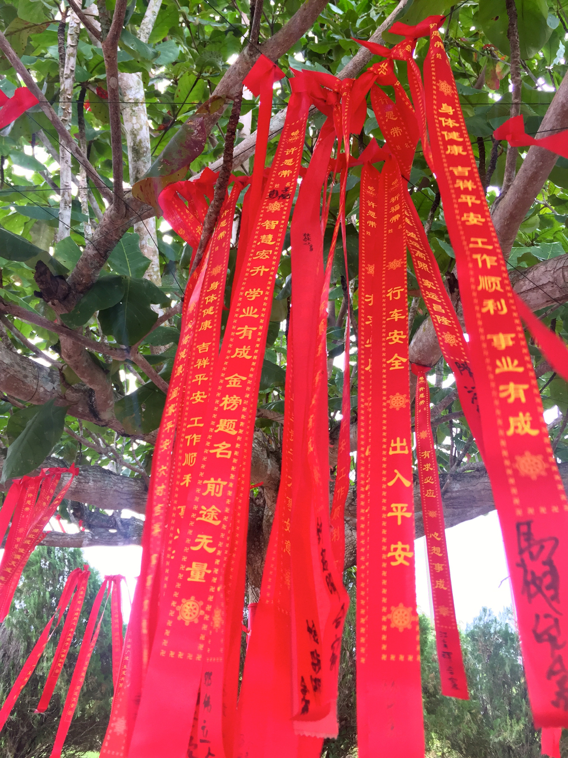 許願樹上掛滿了許多信眾的許願條。