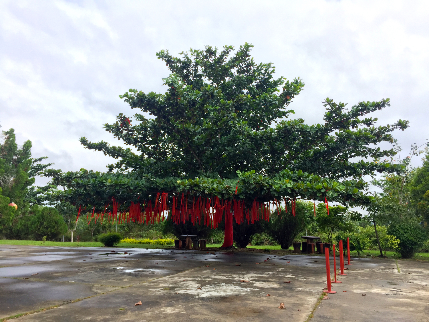 大殿前的一大棵許願樹。