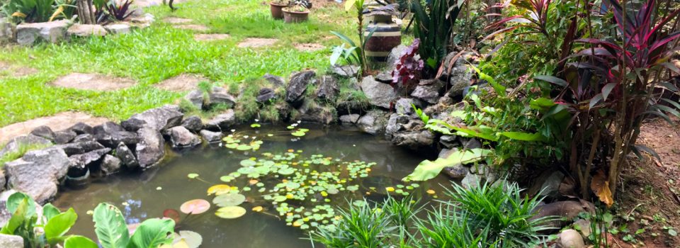 寂靜禪林風光之一(有視頻)