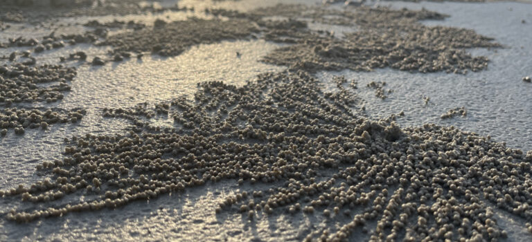 修行指南「解脫道與清淨道」的智慧對話 2月18日（二）8p.m. 於教育中心 歡迎出席聆聽