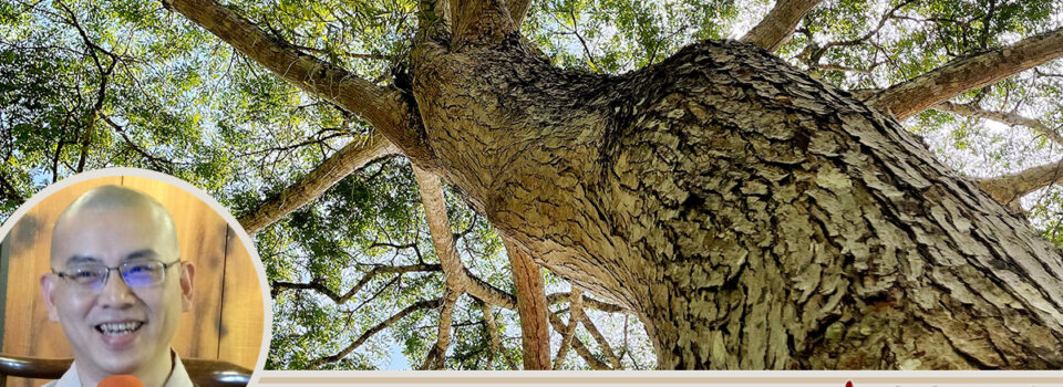 何謂無明？何謂我慢？_方丈札記21